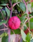 Fuchsia Basket - 25cm HB Folia House