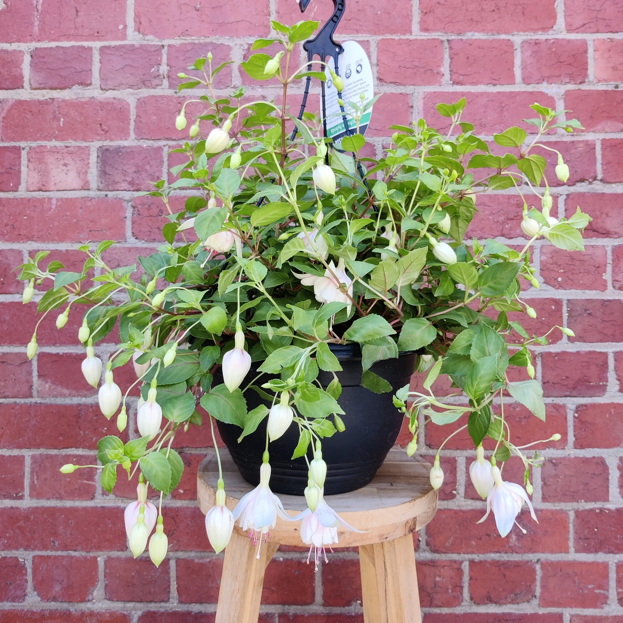 Fuchsia Basket - 25cm HB Folia House