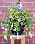 Fuchsia Basket - 25cm HB Folia House