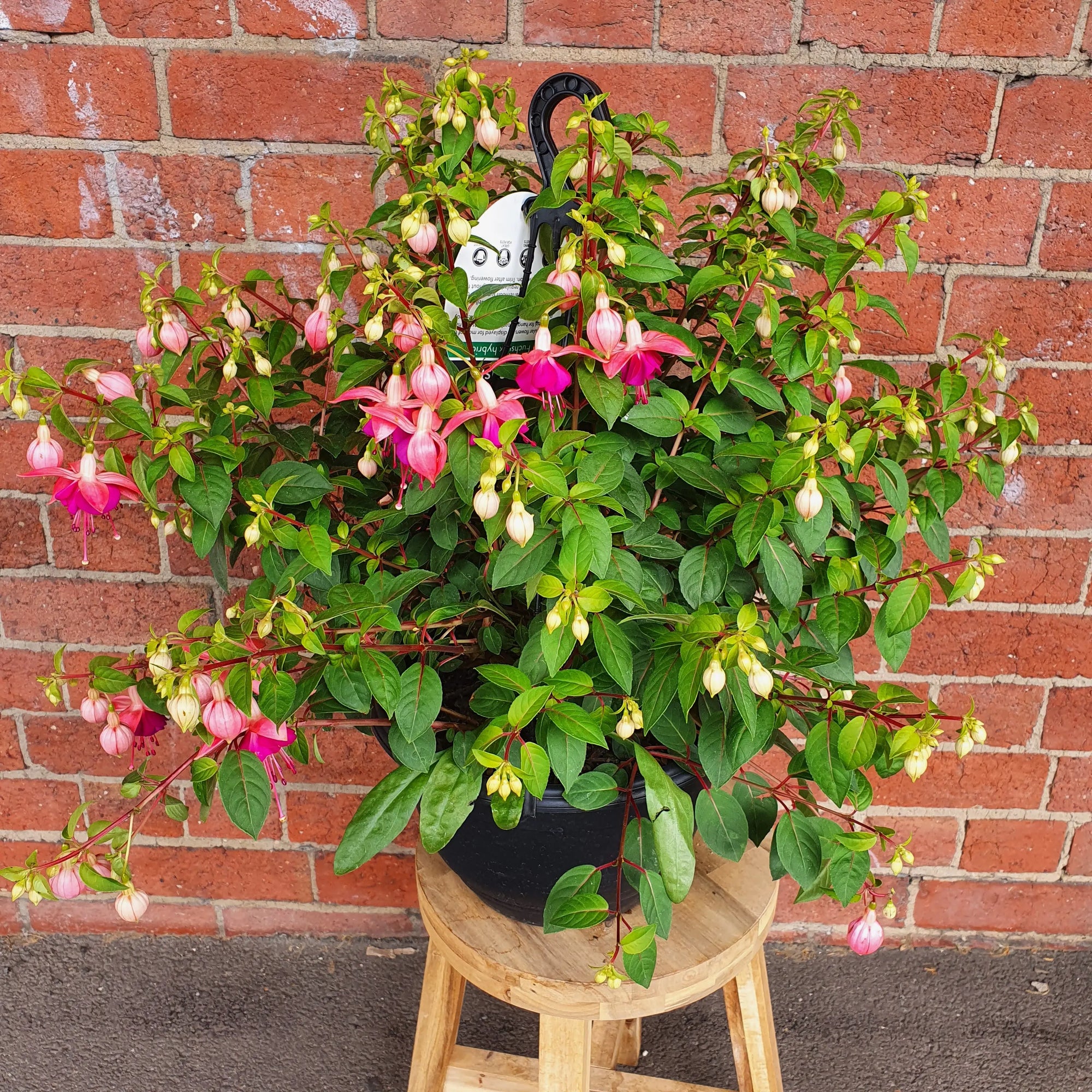 Fuchsia Basket - 25cm HB Folia House