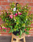 Fuchsia Basket - 25cm HB Folia House