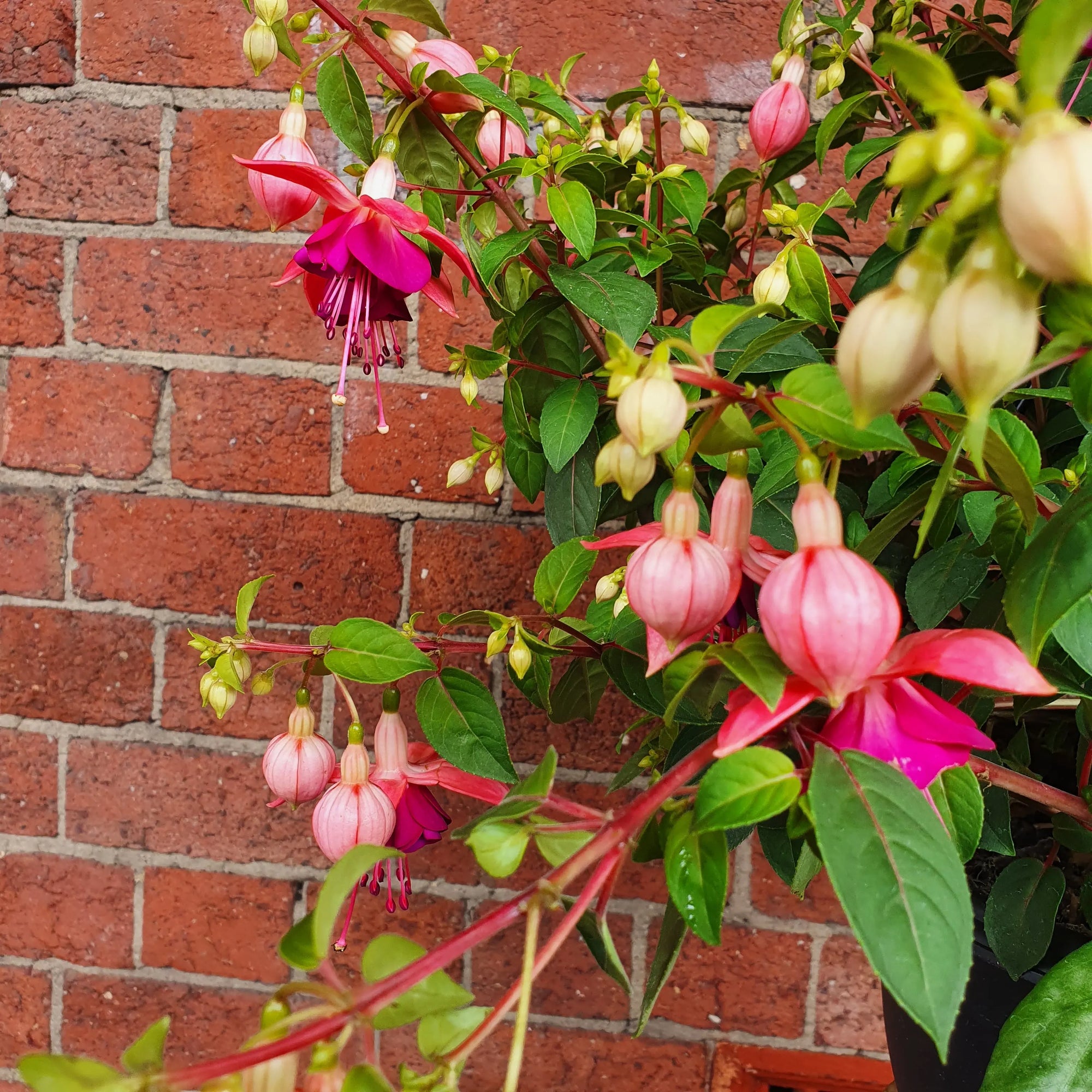 Fuchsia Basket - 25cm HB Folia House