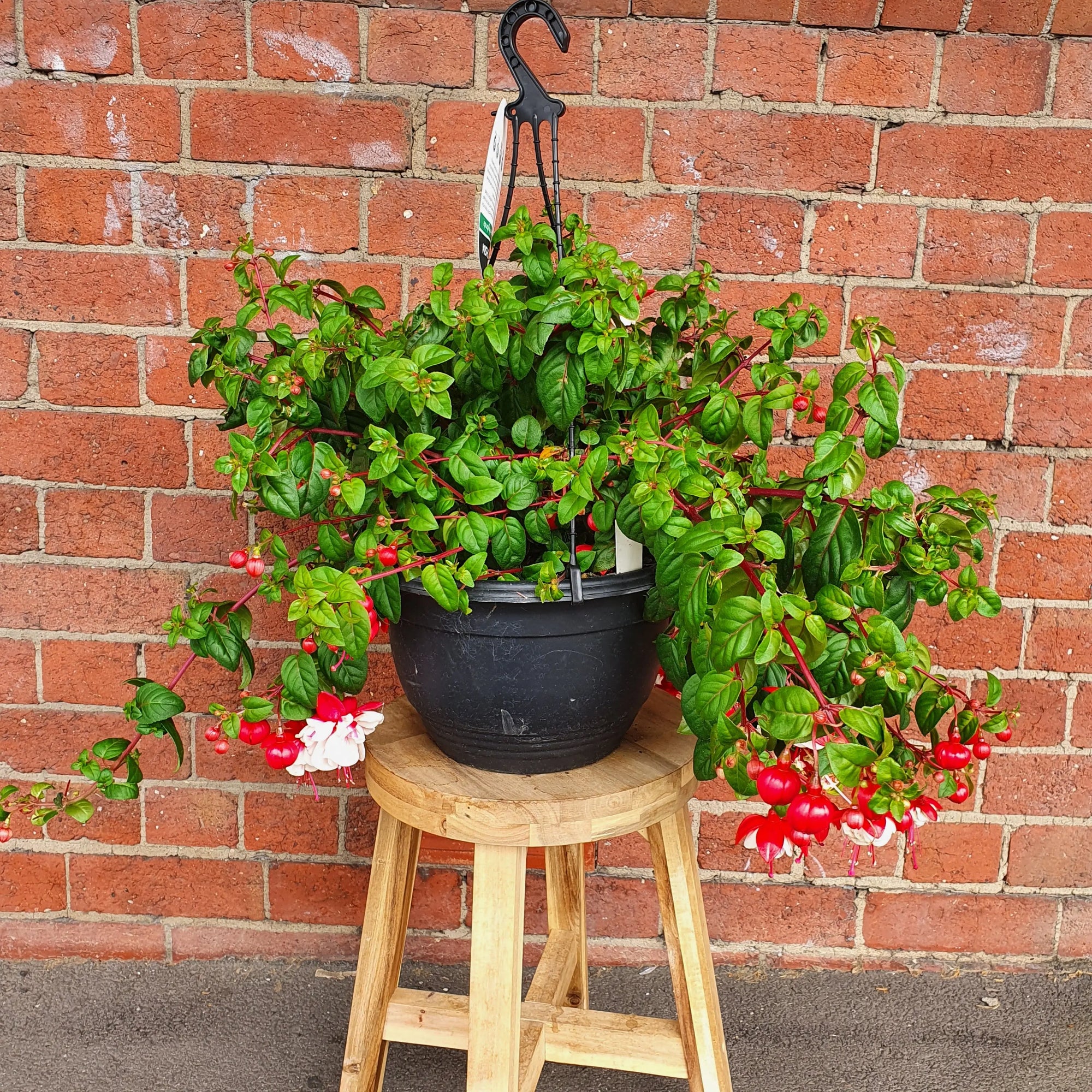 Fuchsia Basket - 25cm HB Folia House