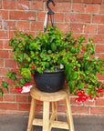 Fuchsia Basket - 25cm HB Folia House