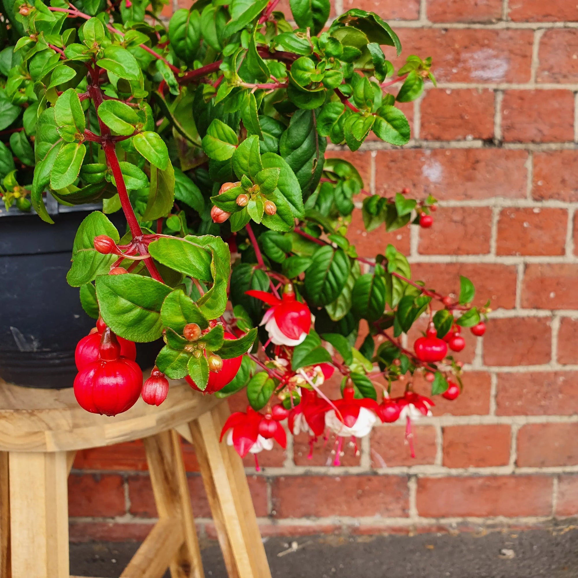 Fuchsia Basket - 25cm HB Folia House