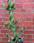 Euphorbia Tortilis - 15cm pot