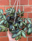 Pellionia Repens - 13cm Hanging Basket