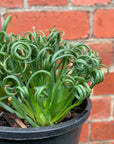 Frizzle Sizzle  (Albuca spiralis)- 15cm pot
