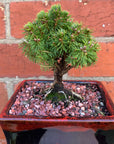 Bonsai 15cm - Dwarf White Spruce - Picea Abies 'Alberta Globe'