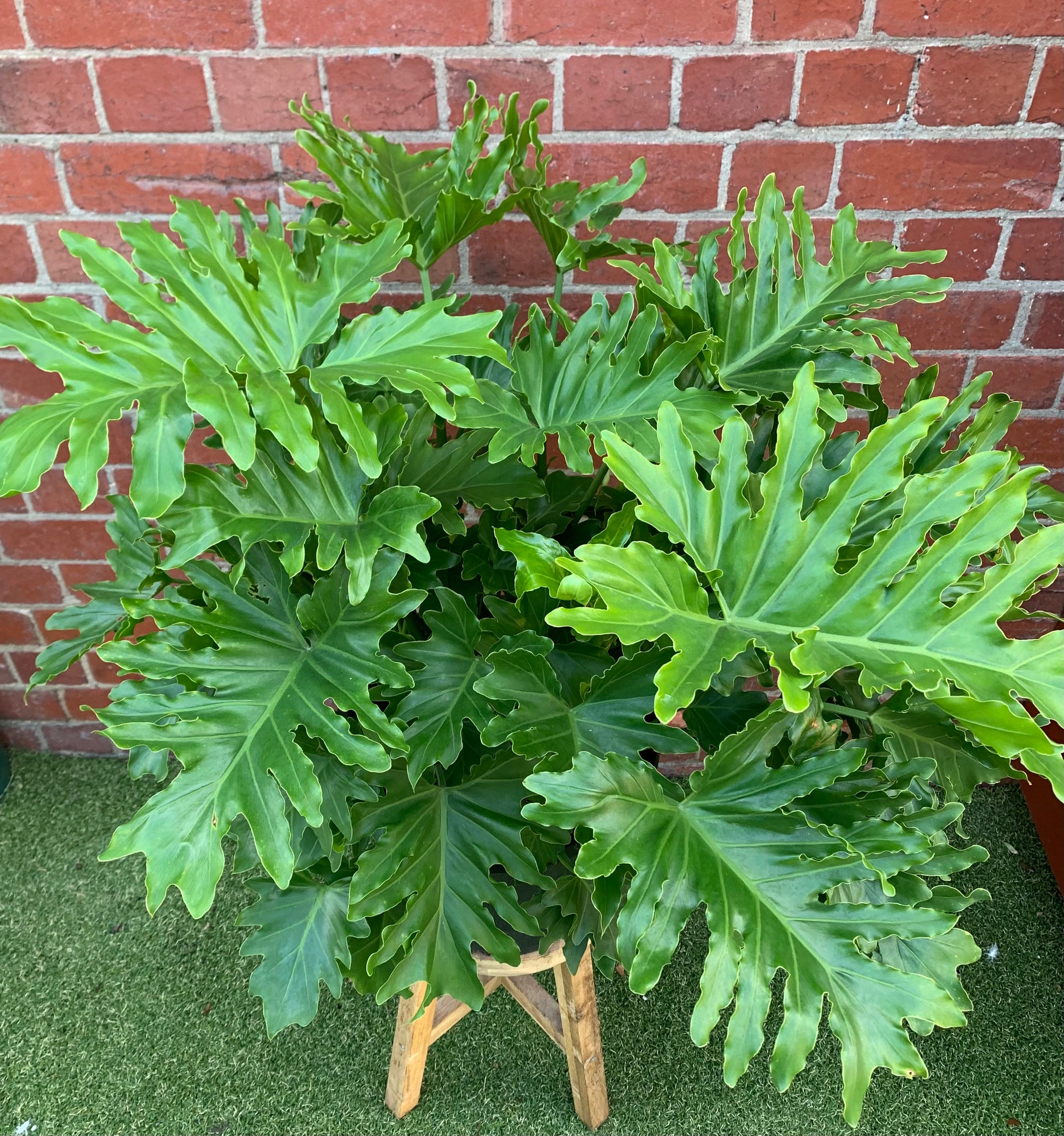 Philodendron Shangri-la - 30cm pot
