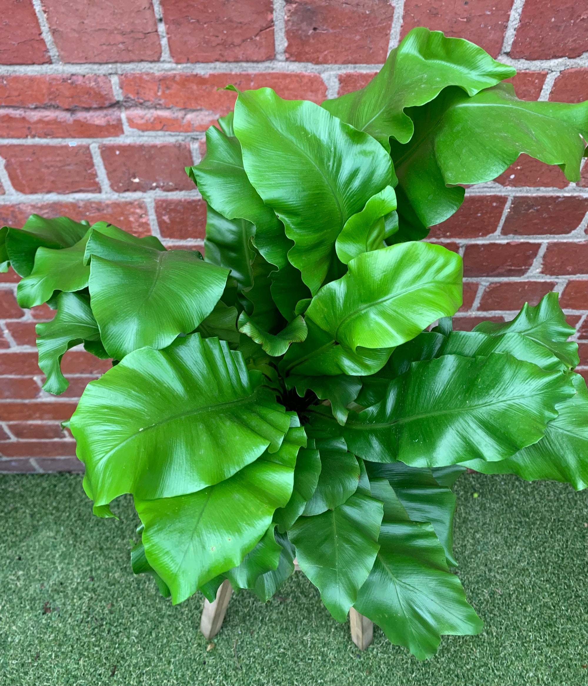 Bird Nest Fern (Asplenium Australascium) - 20cm Pot