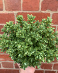 Hebe Albicans - 14cm pot