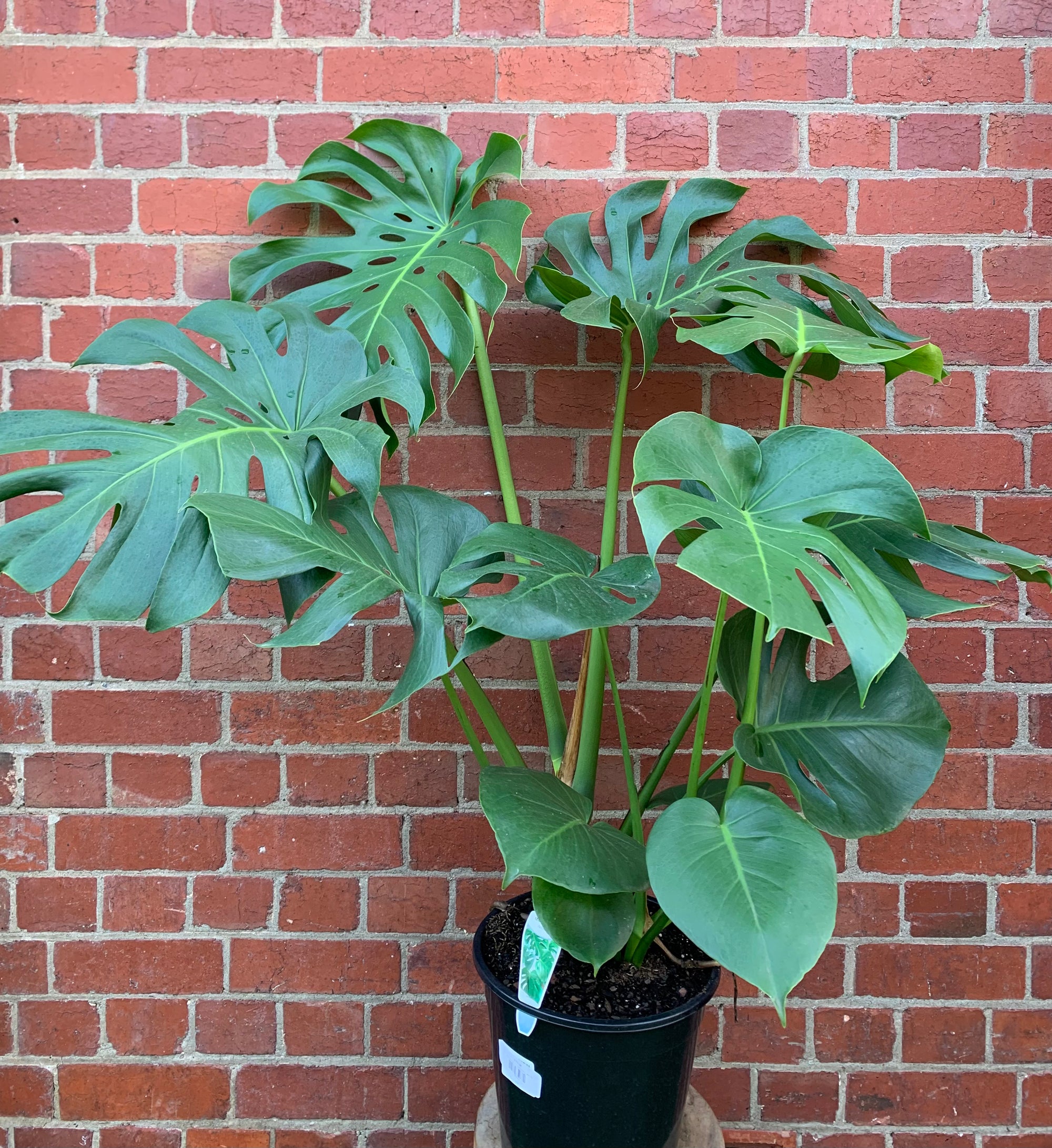 Monstera Deliciosa (Fruit Salad Plant) - 25cm Pot