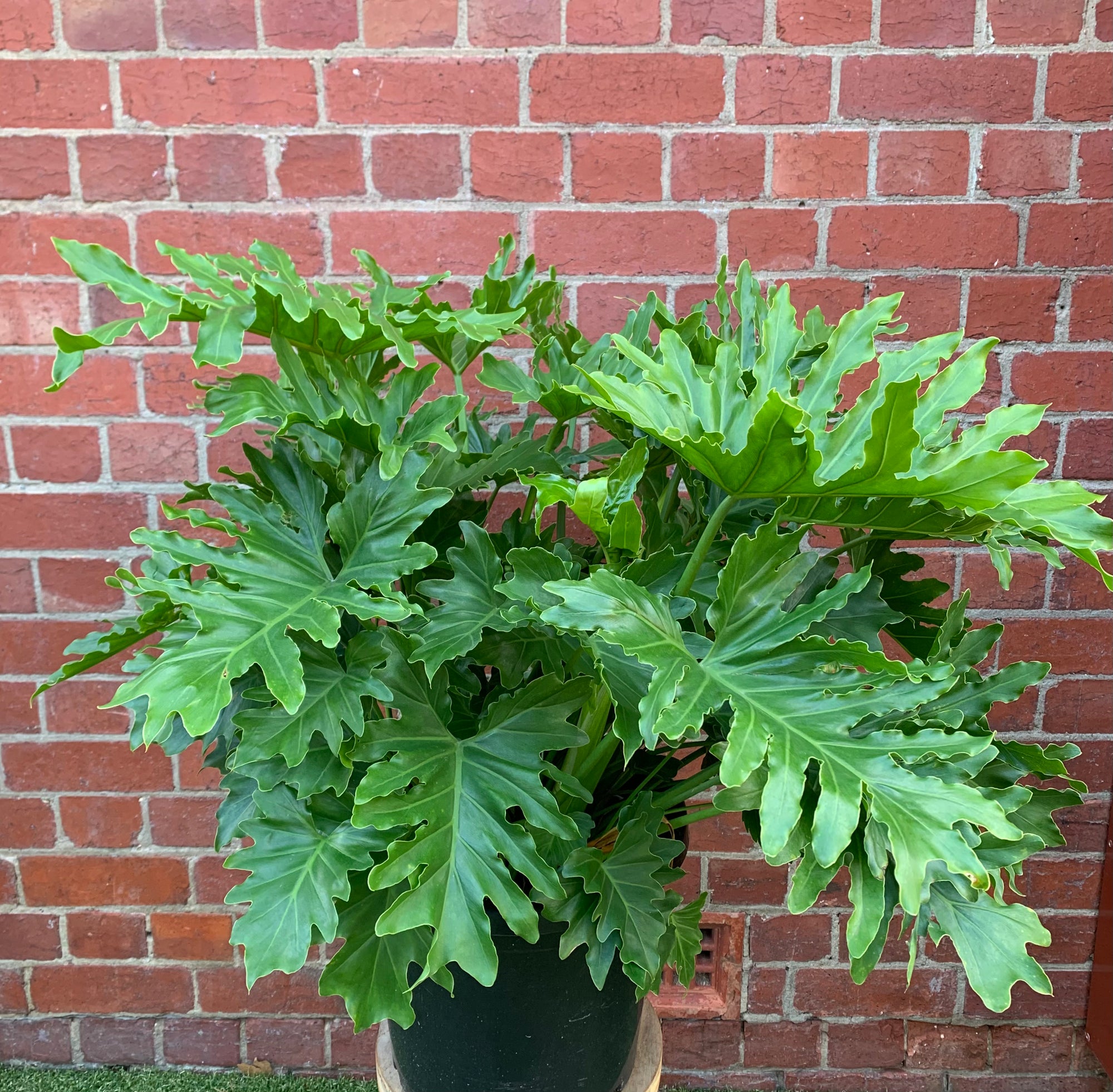 Philodendron Shangri-la - 30cm pot