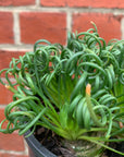 Frizzle Sizzle  (Albuca spiralis)- 15cm pot
