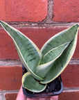 Sansevieria Snow White - 7cm pot