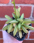 Peperomia Werner Rauh- 7cm Pot
