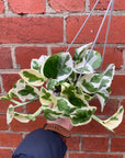 Epipremnum N'joy - 13cm HB