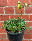 Frizzle Sizzle  (Albuca spiralis)- 15cm pot