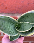 Sansevieria Snow White - 7cm pot