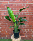 Strelitzia Nicolai - Bird of Paradise - 20cm Pot