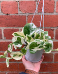 Epipremnum N'joy - 13cm HB