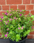Polygala Little Polly - Dwarf Polygalla - 20cm