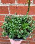 Frizzle Sizzle  (Albuca spiralis)- 15cm pot