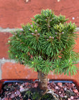 Bonsai 15cm - Dwarf White Spruce - Picea Abies 'Alberta Globe'