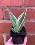 Sansevieria Snow White - 7cm pot