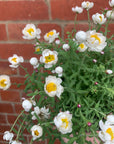 Rodanthe Anthemoides - Paper Daisy - 14cm pot