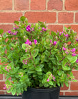 Polygala Little Polly - Dwarf Polygalla - 20cm