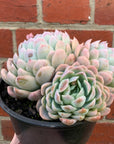 Echeveria Elegans - 15cm pot