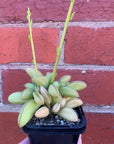 Peperomia Werner Rauh- 7cm Pot