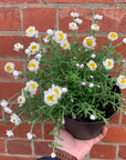 Rodanthe Anthemoides - Paper Daisy - 14cm pot