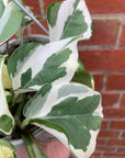 Epipremnum N'joy - 13cm HB