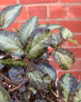 Pellionia Repens - 13cm Hanging Basket