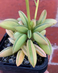 Peperomia Werner Rauh- 7cm Pot