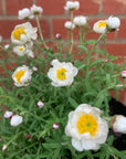 Rodanthe Anthemoides - Paper Daisy - 14cm pot