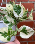 Epipremnum N'joy - 13cm HB