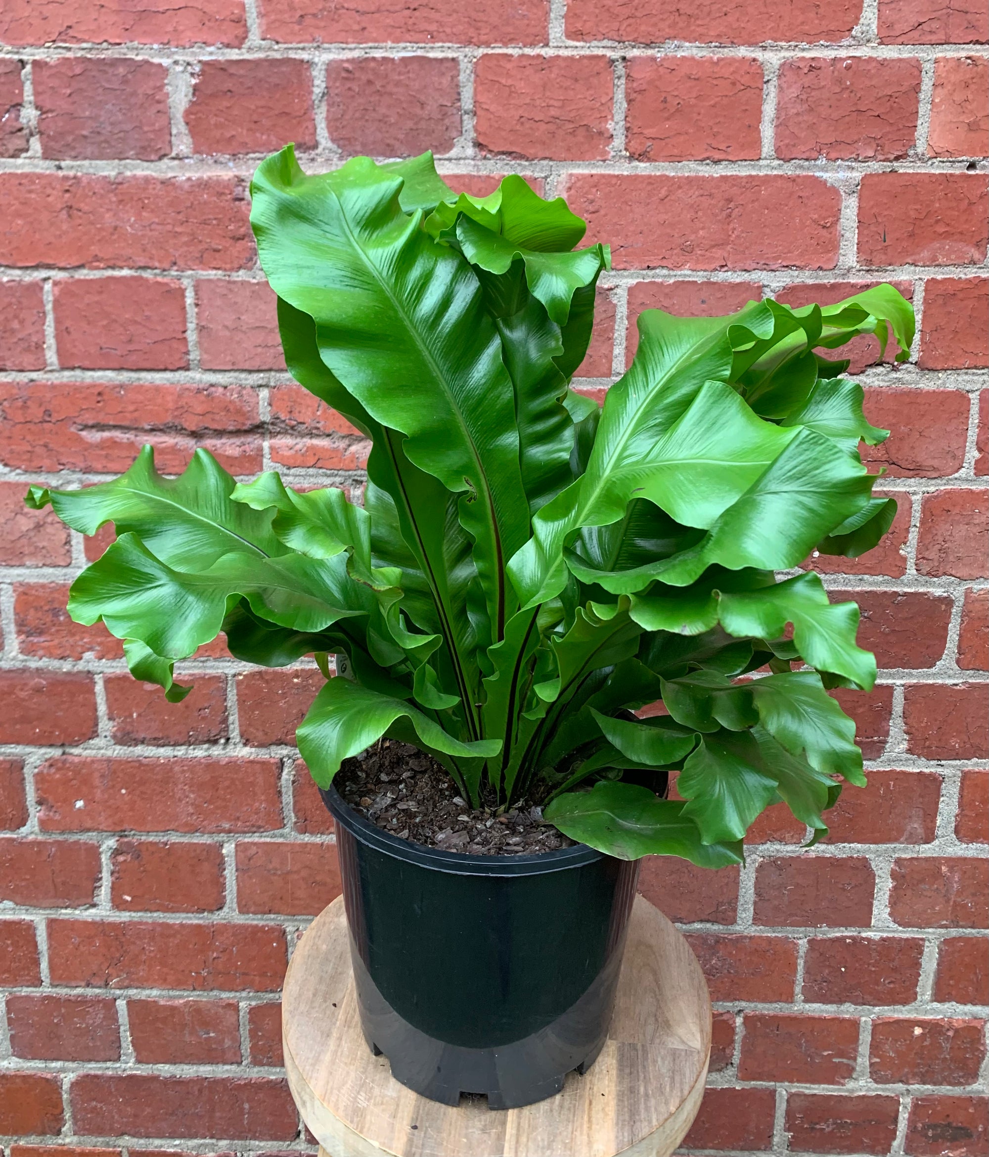 Bird Nest Fern (Asplenium Australascium) - 20cm Pot