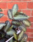 Pellionia Repens - 13cm Hanging Basket
