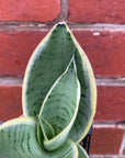 Sansevieria Snow White - 7cm pot