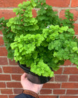 Maidenhair Fern - Adiantum monocolour Pacific - 18cm Pot