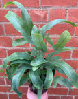 Blue Star Fern (Phlebodium Aureum)- 14cm Pot