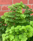 Maidenhair Fern - Adiantum monocolour Pacific - 18cm Pot