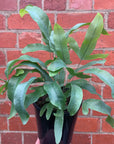 Blue Star Fern (Phlebodium Aureum)- 14cm Pot