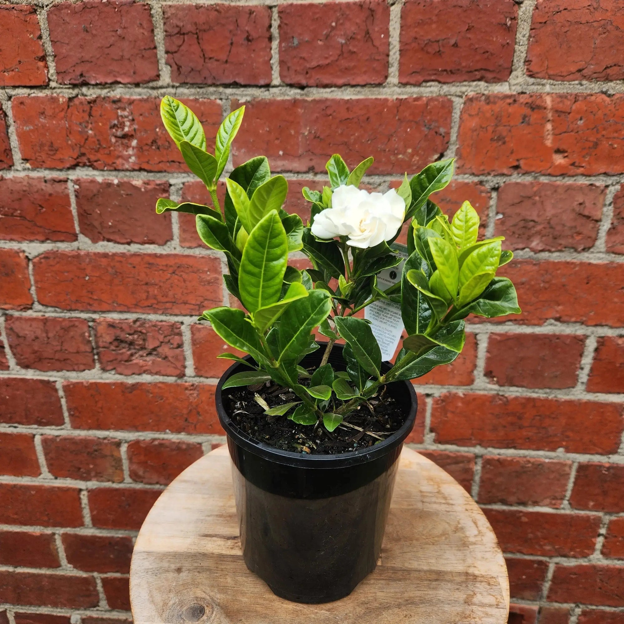Gardenia Augusta Florida- 20cm Pot Folia House