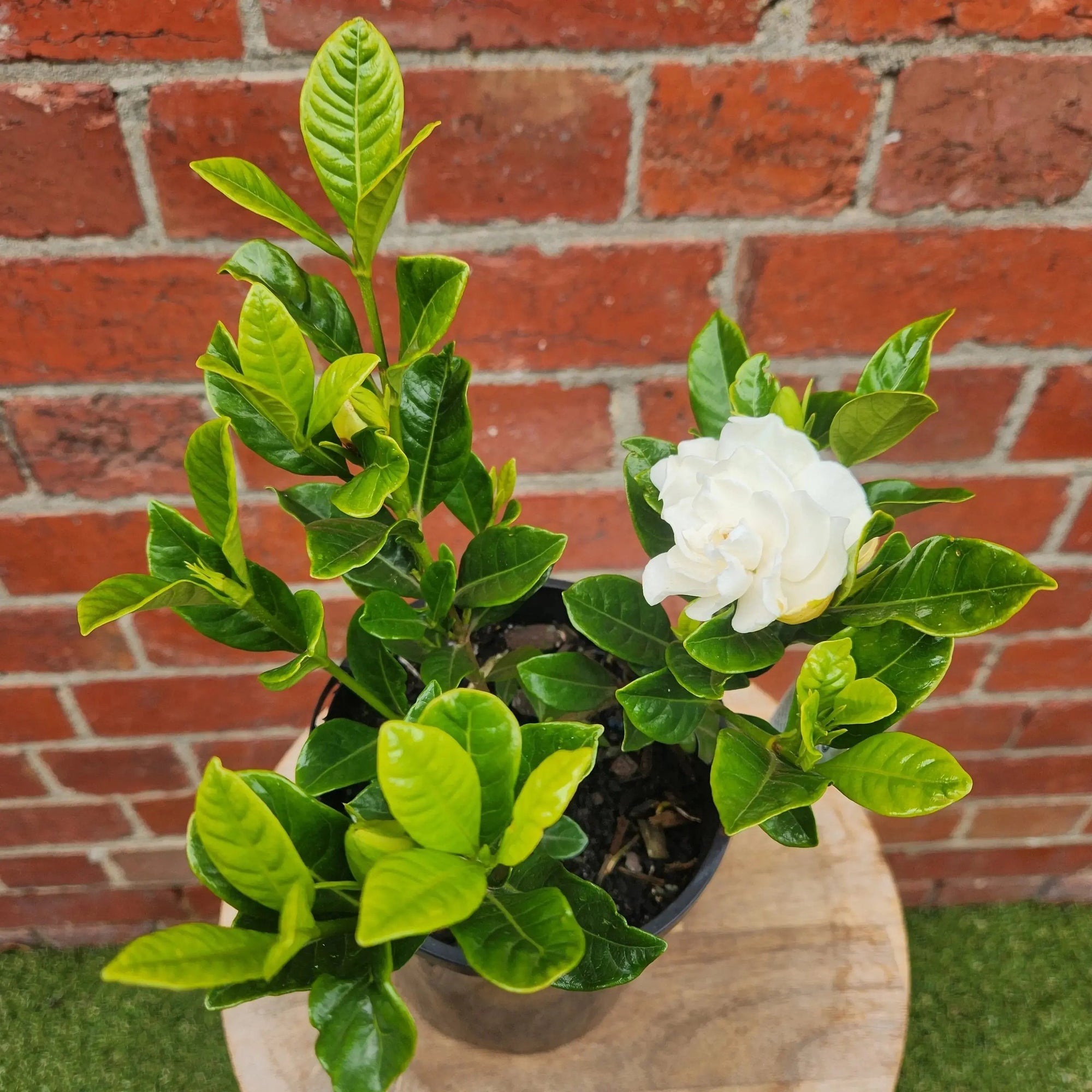 Gardenia Augusta Florida- 20cm Pot Folia House