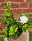 Gardenia Augusta Florida- 20cm Pot Folia House